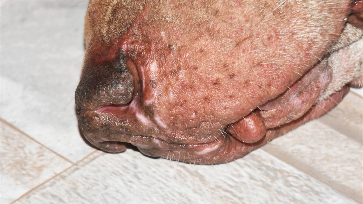 Hund Bösartiger Tumor Im Maul Lebenserwartung wamiz.de